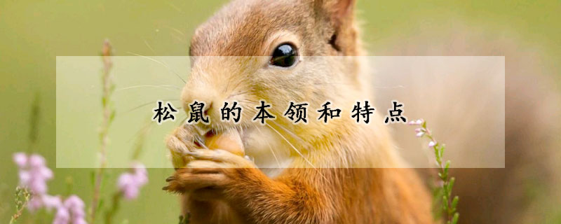 松鼠的本领和特点