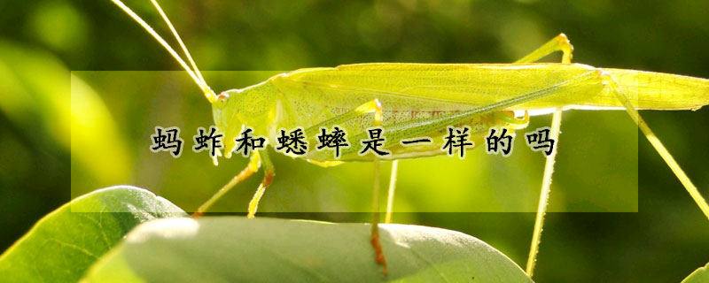 蚂蚱和蟋蟀是一样的吗