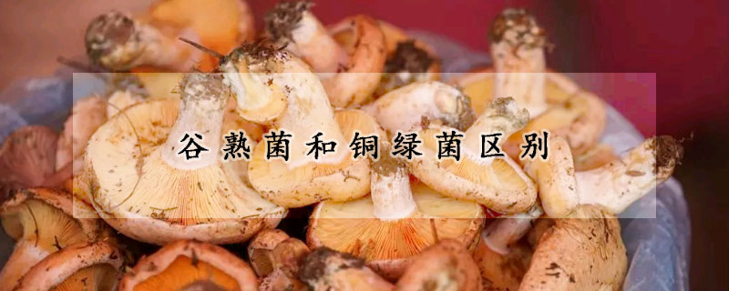 谷熟菌和铜绿菌区别