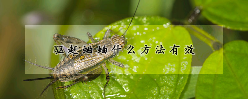 驱赶蛐蛐什么方法有效