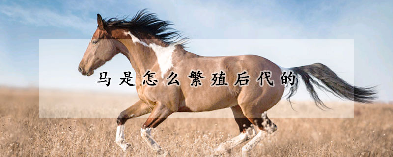 马是怎么繁殖后代的