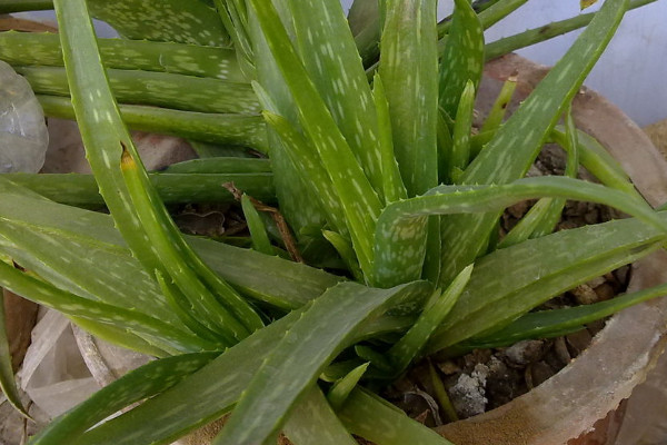芦荟怕冷吗耐寒吗