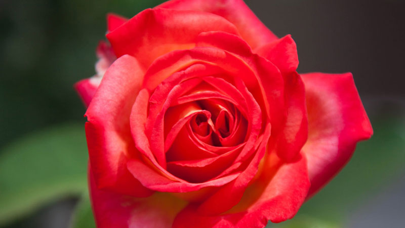 红玫瑰变干花怎样不变黑