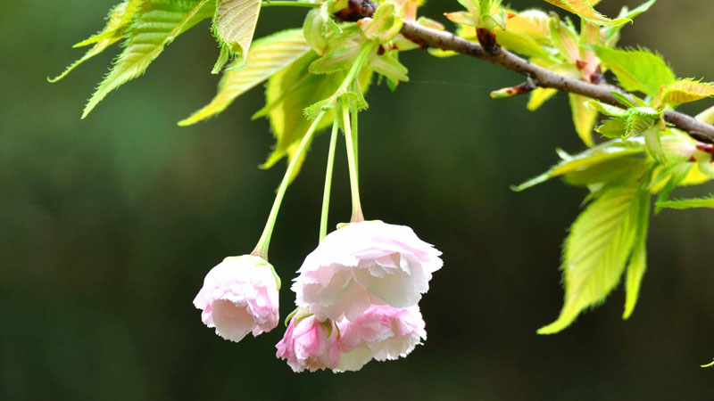 银杏花的花语和寓意