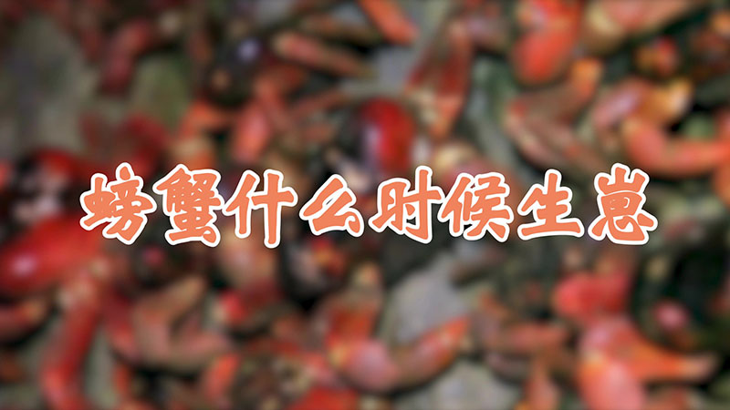 螃蟹什么时候生崽