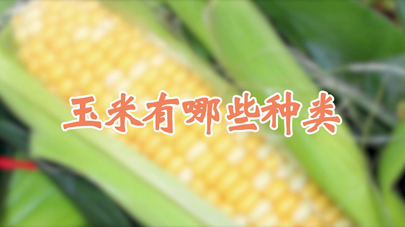 玉米有哪些种类