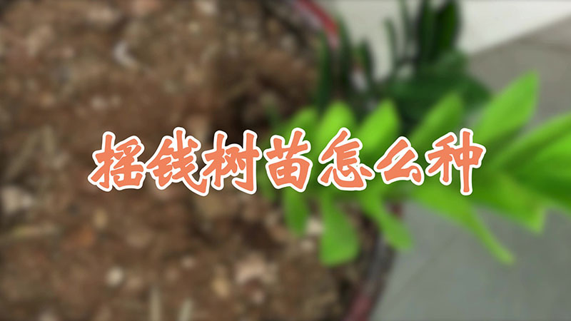 摇钱树苗怎么种