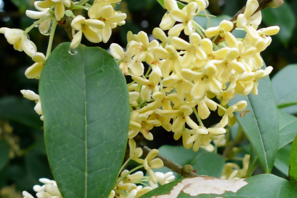 北方院子桂花树冬天怎样保护