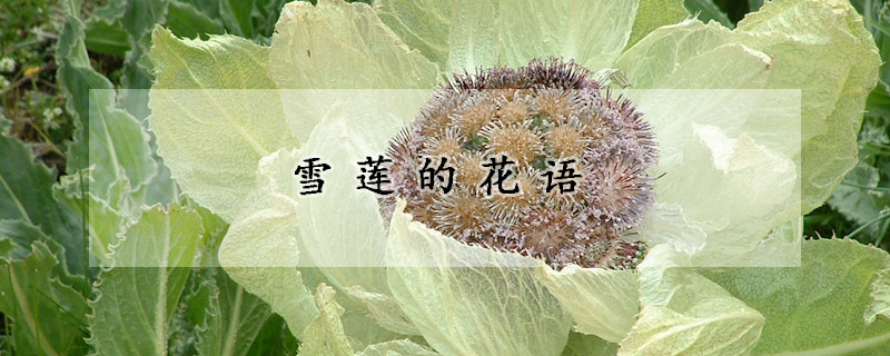 雪莲的花语