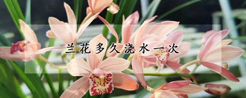 兰花多久浇水一次