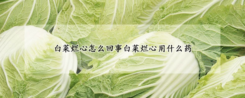 白菜烂心怎么回事白菜烂心用什么药