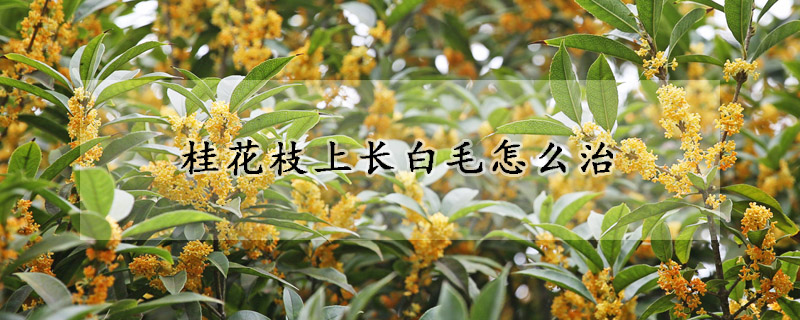 桂花枝上长白毛怎么治