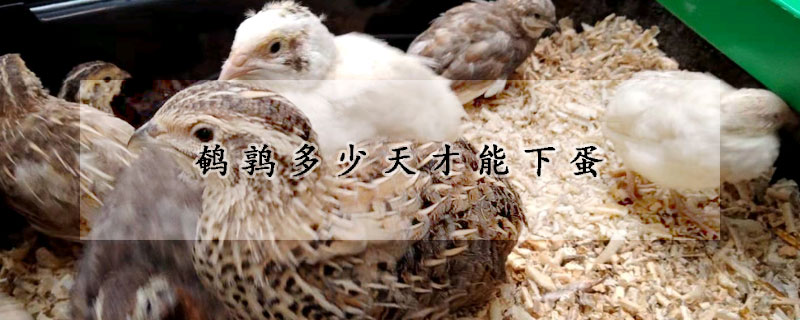 鹌鹑多少天才能下蛋