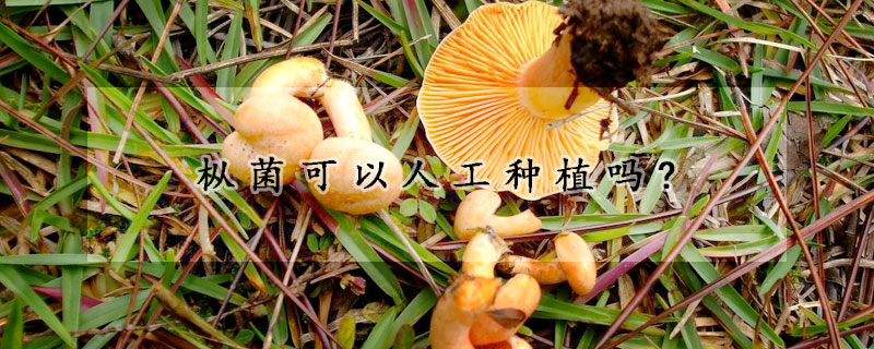 枞菌可以人工种植吗?