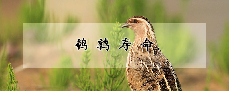 鹌鹑寿命