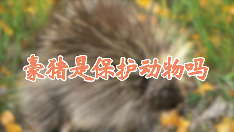 豪猪是保护动物吗