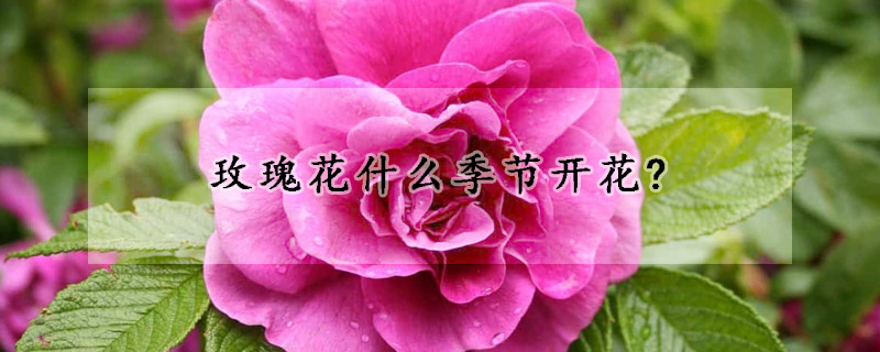 玫瑰花什么季节开花?