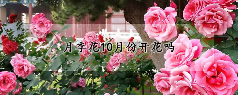 月季花10月份开花吗