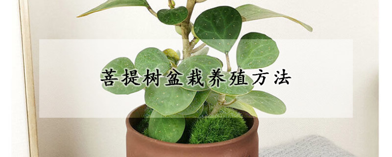 菩提树盆栽养殖方法