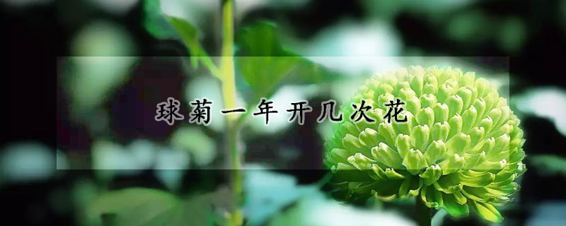 球菊一年开几次花