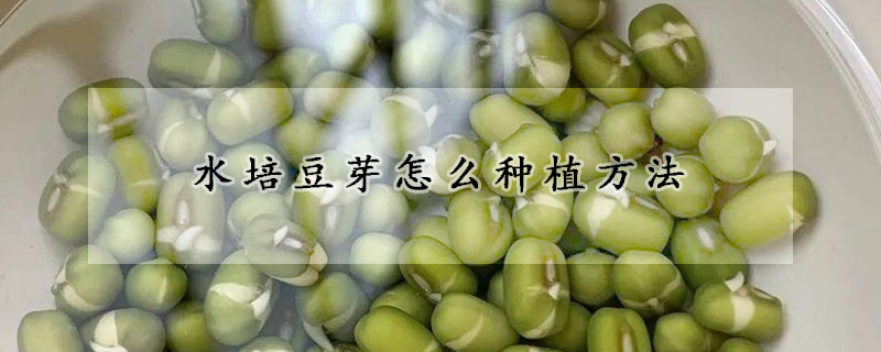 水培豆芽怎么种植方法