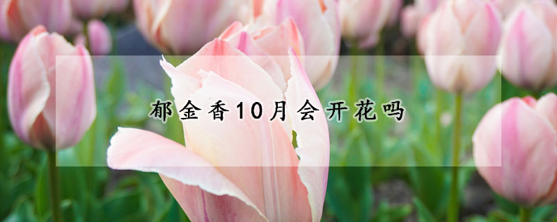 郁金香10月会开花吗