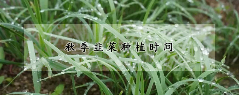 秋季韭菜种植时间