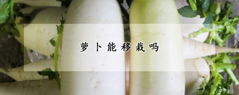 萝卜能移栽吗