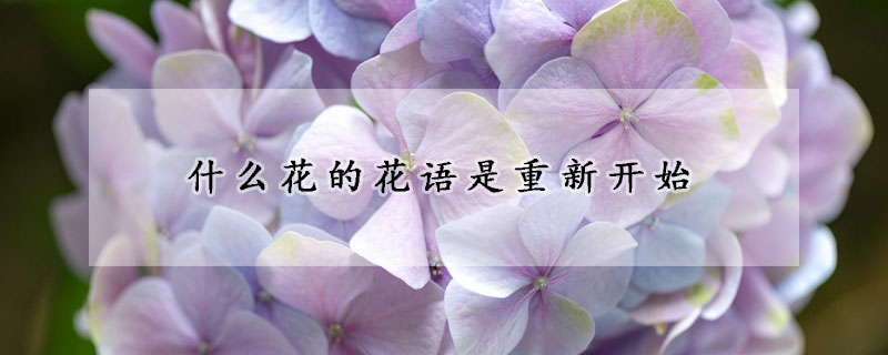 什么花的花语是重新开始