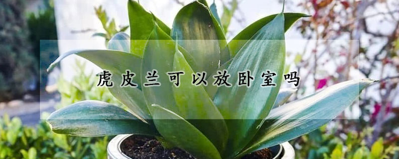 虎皮兰可以放卧室吗