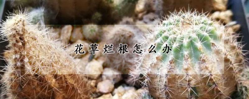 花草烂根怎么办