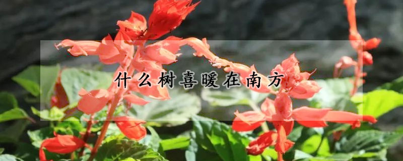 什么树喜暖在南方