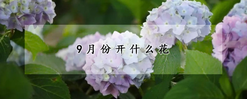 9月份开什么花