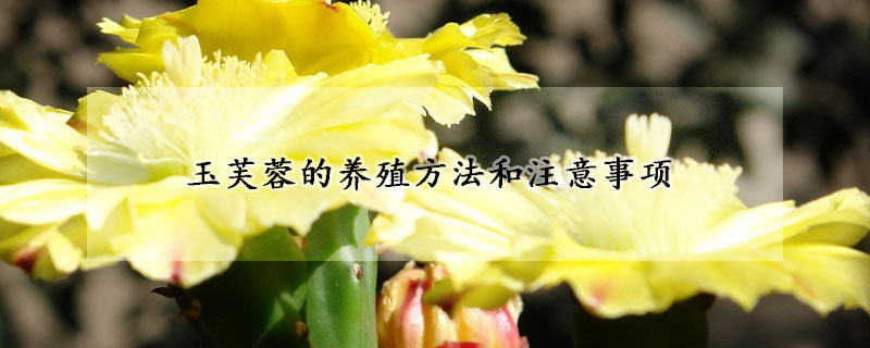 玉芙蓉的养殖方法和注意事项