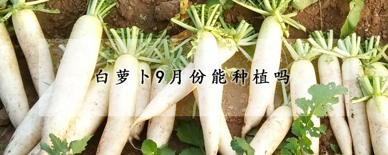 白萝卜9月份能种植吗