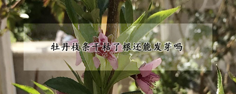 牡丹枝条干枯了根还能发芽吗