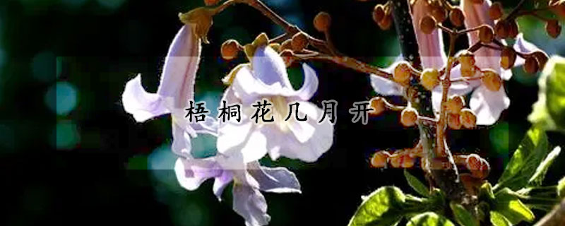 梧桐花几月开