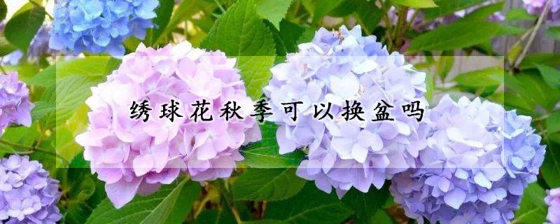 绣球花秋季可以换盆吗