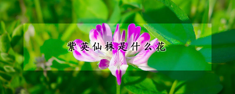 紫英仙株是什么花