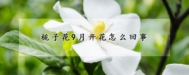 栀子花9月开花怎么回事