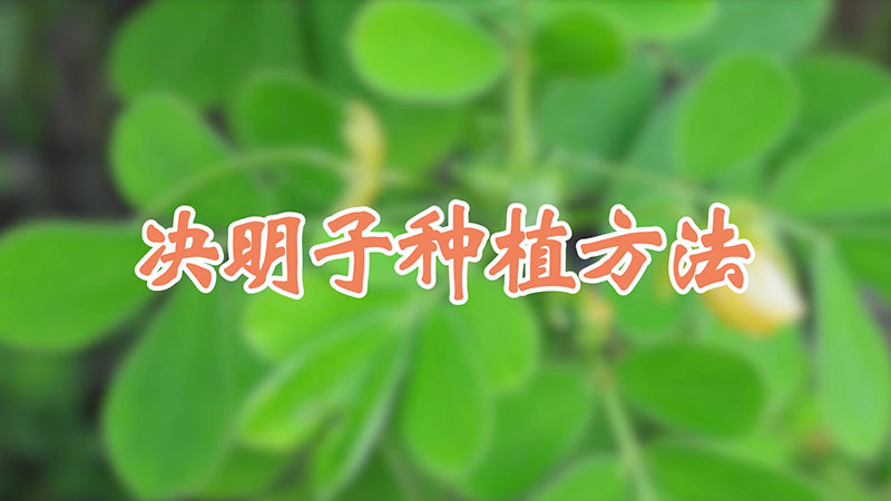 决明子种植方法