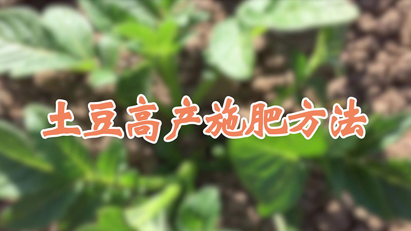 土豆高产施肥方法