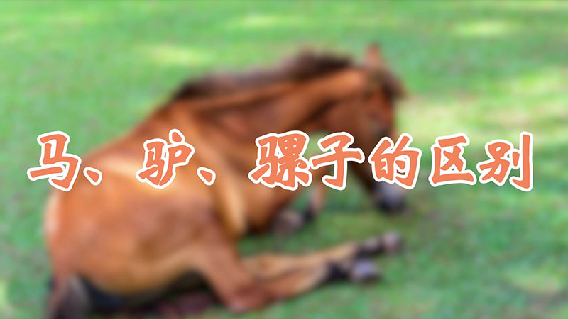 马、驴、骡子的区别