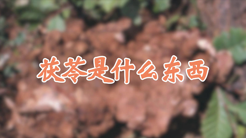 茯苓是什么东西