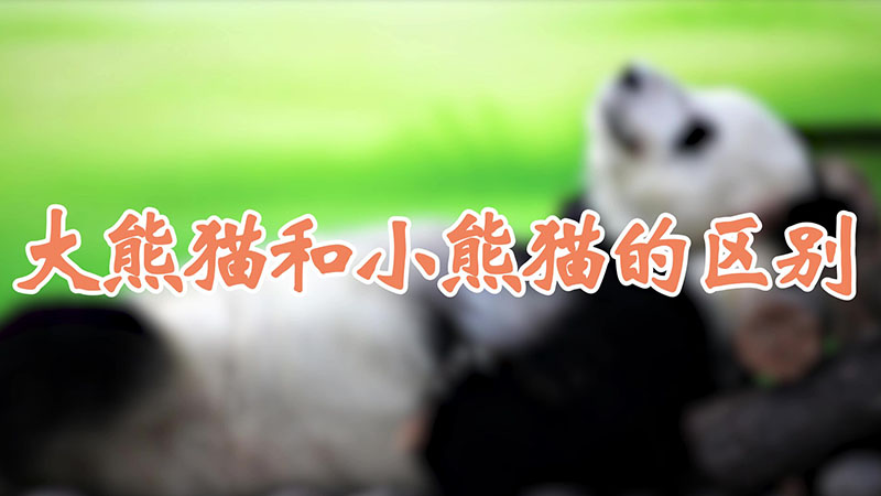 大熊猫和小熊猫的区别