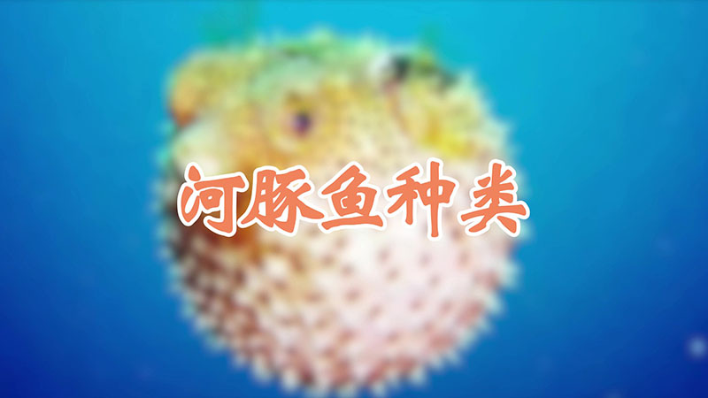 河豚鱼种类