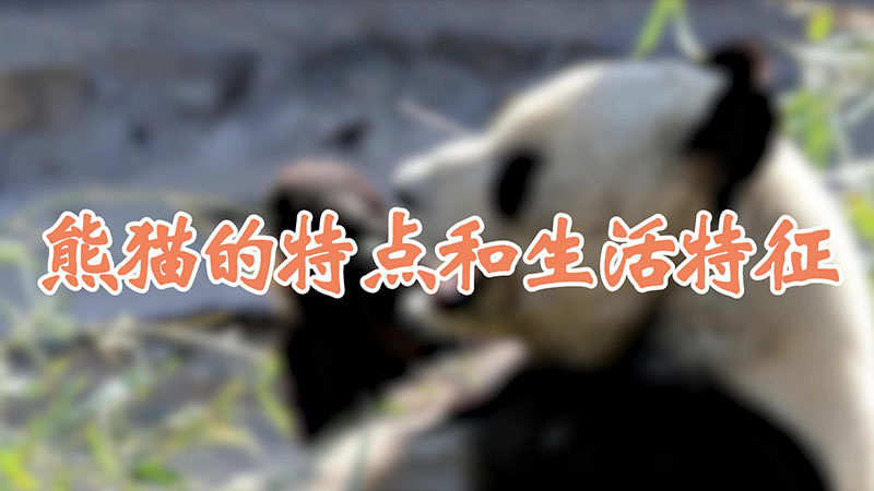 熊猫的特点和生活特征