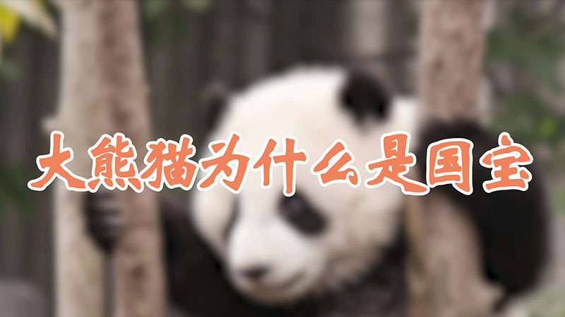 大熊猫为什么是国宝