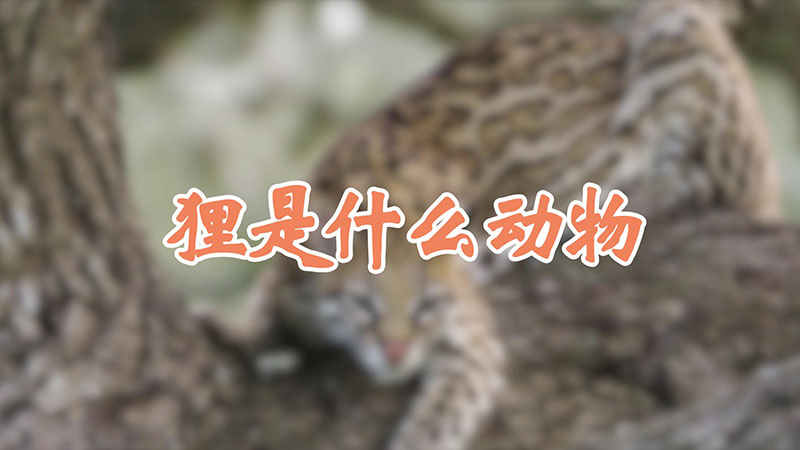 狸是什么动物