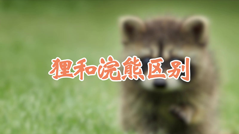 狸和浣熊区别